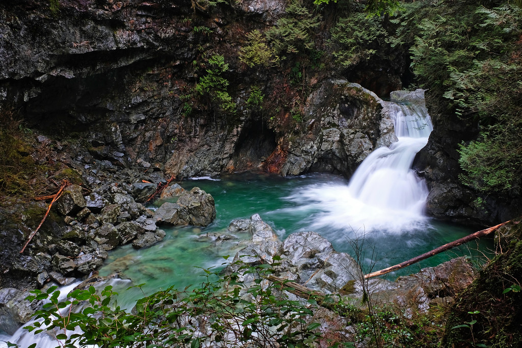 Temperate rainforest in North Vancouver, near Lynn Canyon
